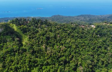 JUNGLE DREAMS FARM: WHERE NATURE MEETS SERENITY – 20 ACRES